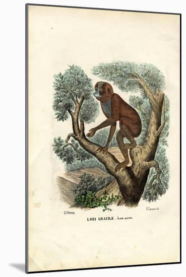 Slender Lori, 1863-79-Raimundo Petraroja-Mounted Giclee Print