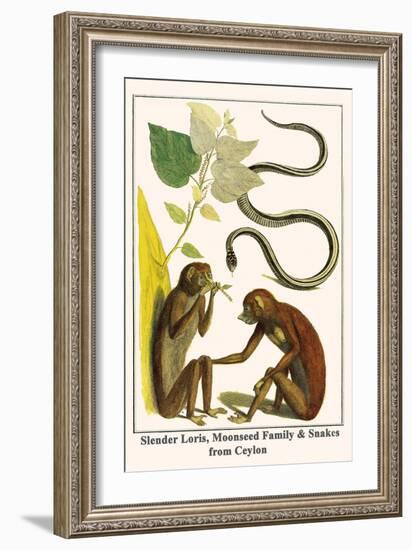 Slender Loris, Moonseed Family and Snakes from Ceylon-Albertus Seba-Framed Art Print