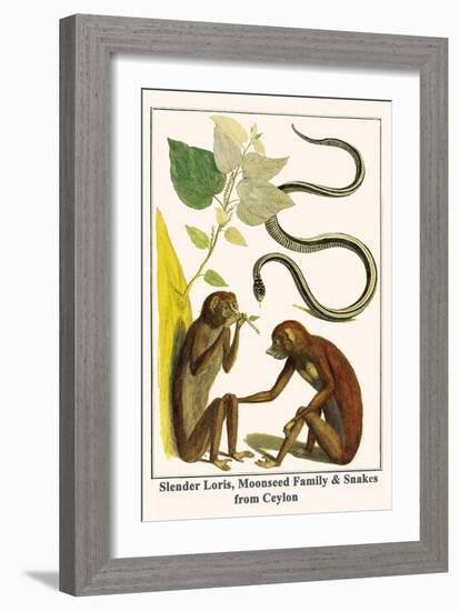 Slender Loris, Moonseed Family and Snakes from Ceylon-Albertus Seba-Framed Art Print