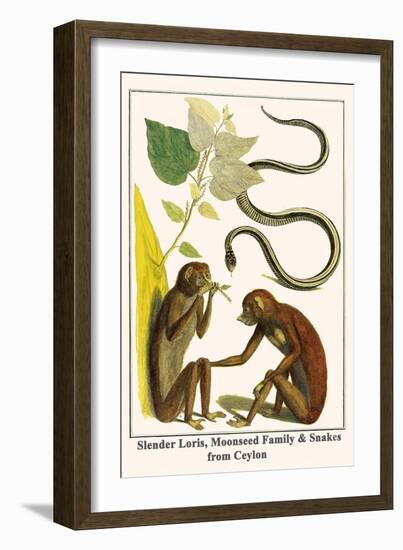 Slender Loris, Moonseed Family and Snakes from Ceylon-Albertus Seba-Framed Art Print