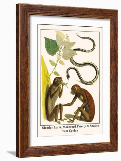 Slender Loris, Moonseed Family and Snakes from Ceylon-Albertus Seba-Framed Art Print