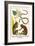 Slender Loris, Moonseed Family and Snakes from Ceylon-Albertus Seba-Framed Art Print