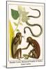 Slender Loris, Moonseed Family and Snakes from Ceylon-Albertus Seba-Mounted Art Print