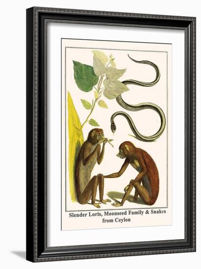 Slender Loris, Moonseed Family and Snakes from Ceylon-Albertus Seba-Framed Art Print