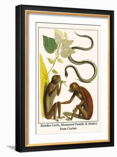 Slender Loris, Moonseed Family and Snakes from Ceylon-Albertus Seba-Framed Art Print