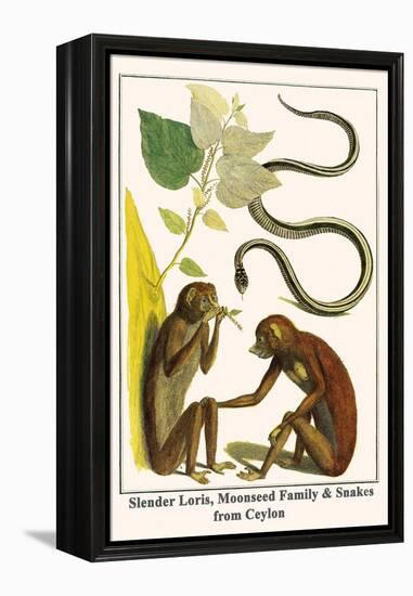 Slender Loris, Moonseed Family and Snakes from Ceylon-Albertus Seba-Framed Stretched Canvas