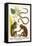 Slender Loris, Moonseed Family and Snakes from Ceylon-Albertus Seba-Framed Stretched Canvas