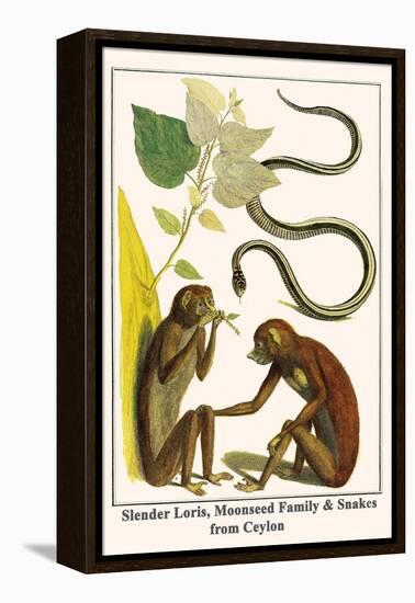 Slender Loris, Moonseed Family and Snakes from Ceylon-Albertus Seba-Framed Stretched Canvas