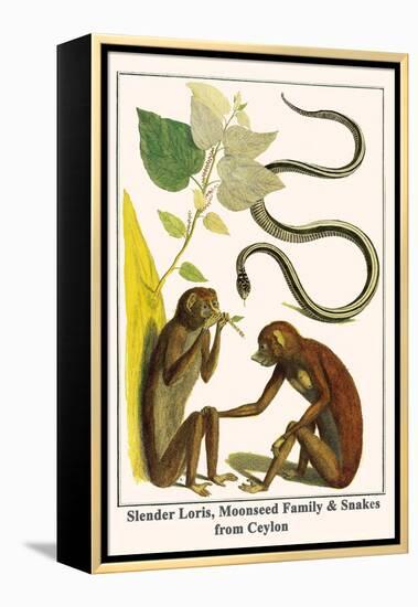Slender Loris, Moonseed Family and Snakes from Ceylon-Albertus Seba-Framed Stretched Canvas