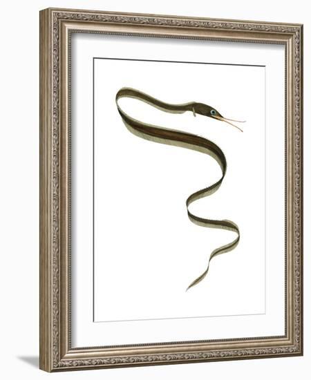 Slender Snipe Eel (Nemichthys Scolopaceus), Deep Sea Fishes-Encyclopaedia Britannica-Framed Art Print