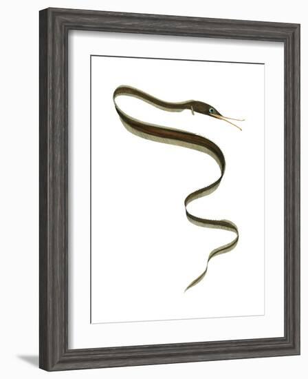 Slender Snipe Eel (Nemichthys Scolopaceus), Deep Sea Fishes-Encyclopaedia Britannica-Framed Art Print