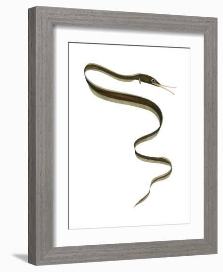 Slender Snipe Eel (Nemichthys Scolopaceus), Deep Sea Fishes-Encyclopaedia Britannica-Framed Art Print