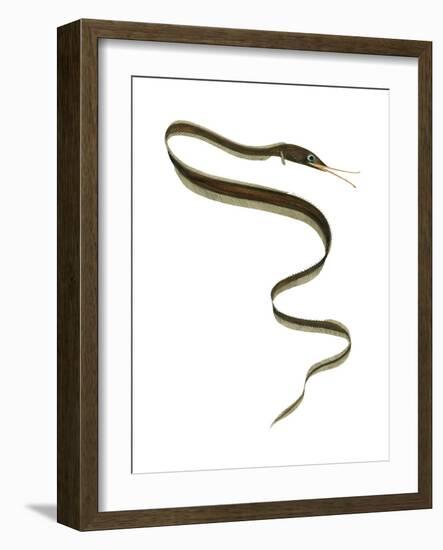 Slender Snipe Eel (Nemichthys Scolopaceus), Deep Sea Fishes-Encyclopaedia Britannica-Framed Art Print