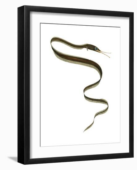 Slender Snipe Eel (Nemichthys Scolopaceus), Deep Sea Fishes-Encyclopaedia Britannica-Framed Art Print