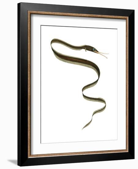 Slender Snipe Eel (Nemichthys Scolopaceus), Deep Sea Fishes-Encyclopaedia Britannica-Framed Art Print