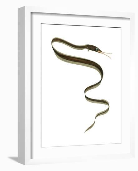 Slender Snipe Eel (Nemichthys Scolopaceus), Deep Sea Fishes-Encyclopaedia Britannica-Framed Art Print