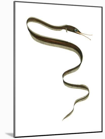 Slender Snipe Eel (Nemichthys Scolopaceus), Deep Sea Fishes-Encyclopaedia Britannica-Mounted Art Print