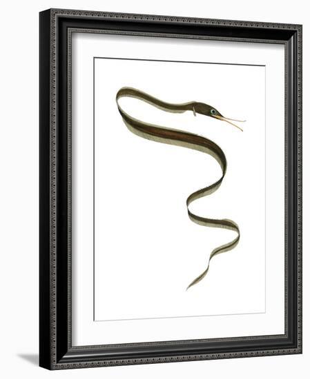 Slender Snipe Eel (Nemichthys Scolopaceus), Deep Sea Fishes-Encyclopaedia Britannica-Framed Art Print