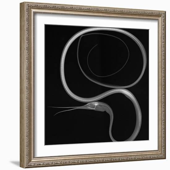 Slender Snipe Eel-Sandra J. Raredon-Framed Art Print