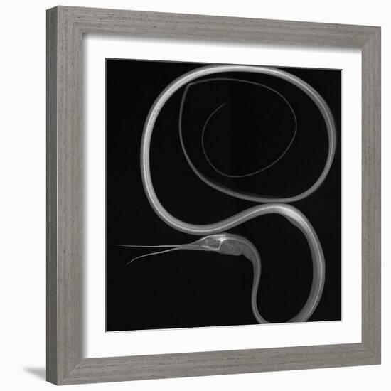 Slender Snipe Eel-Sandra J. Raredon-Framed Art Print