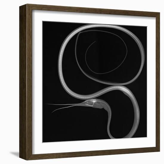 Slender Snipe Eel-Sandra J. Raredon-Framed Art Print