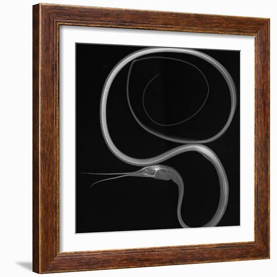 Slender Snipe Eel-Sandra J. Raredon-Framed Art Print