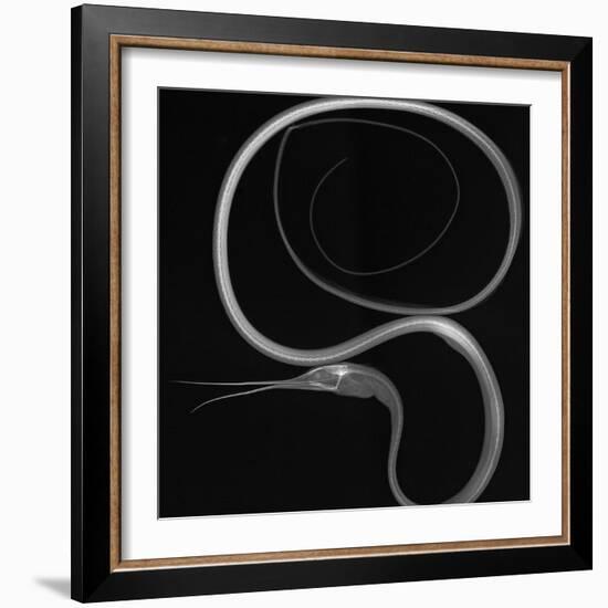 Slender Snipe Eel-Sandra J. Raredon-Framed Art Print