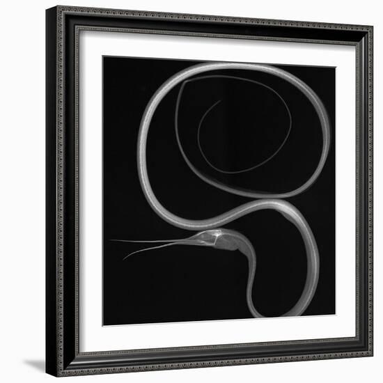 Slender Snipe Eel-Sandra J. Raredon-Framed Art Print