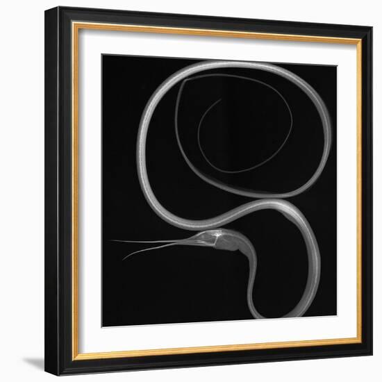 Slender Snipe Eel-Sandra J. Raredon-Framed Art Print