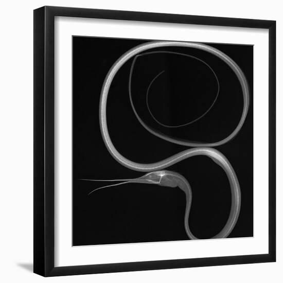 Slender Snipe Eel-Sandra J. Raredon-Framed Premium Giclee Print