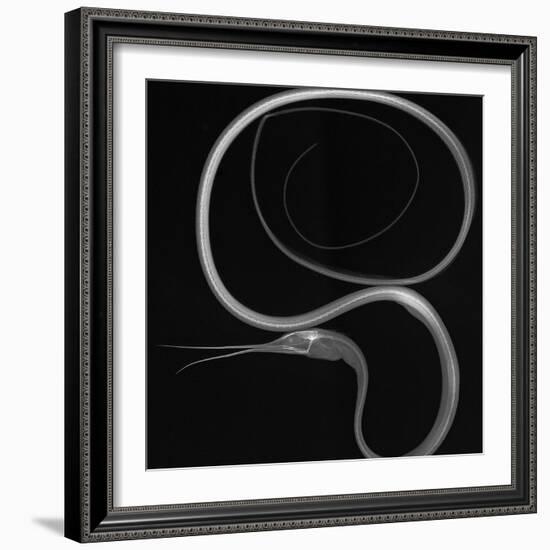 Slender Snipe Eel-Sandra J. Raredon-Framed Premium Giclee Print
