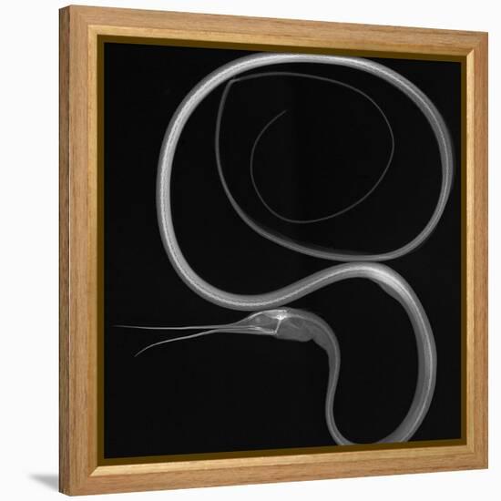 Slender Snipe Eel-Sandra J. Raredon-Framed Stretched Canvas