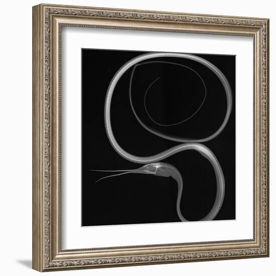 Slender Snipe Eel-Sandra J. Raredon-Framed Art Print