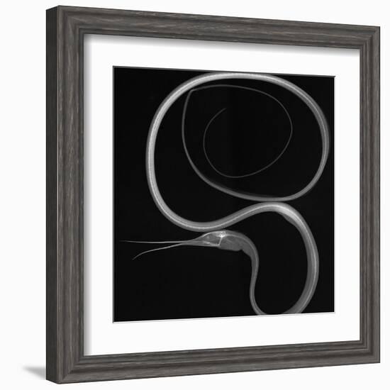 Slender Snipe Eel-Sandra J. Raredon-Framed Art Print