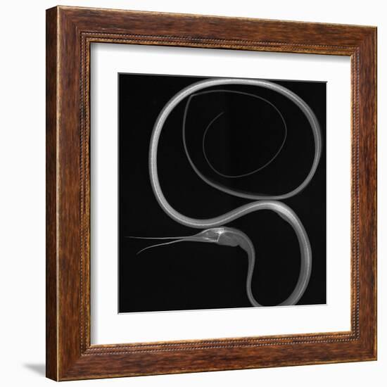 Slender Snipe Eel-Sandra J. Raredon-Framed Art Print