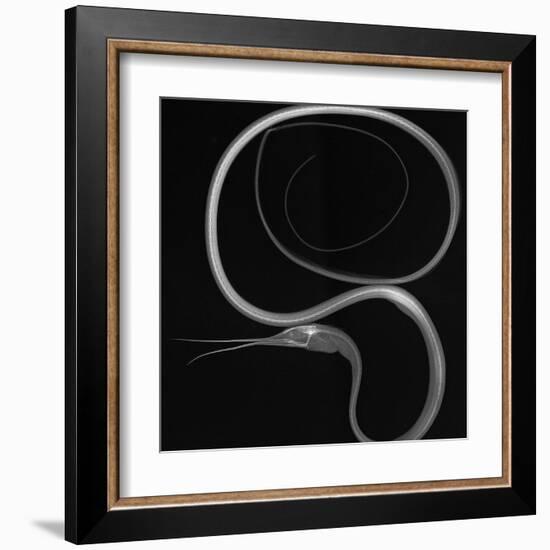 Slender Snipe Eel-Sandra J. Raredon-Framed Art Print