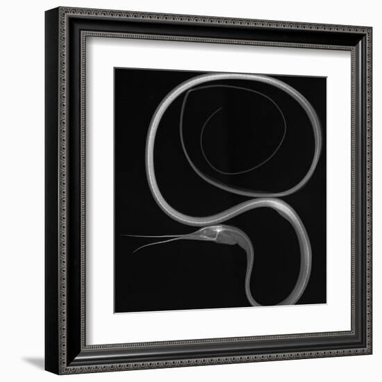 Slender Snipe Eel-Sandra J. Raredon-Framed Art Print