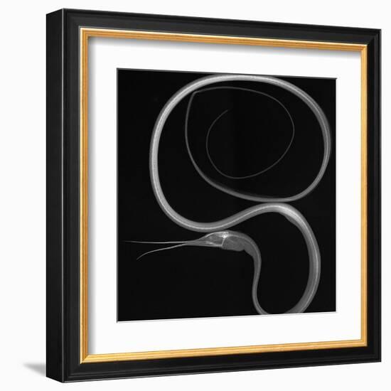 Slender Snipe Eel-Sandra J. Raredon-Framed Art Print