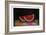 Sliced Watermelon-Tomoe Yokoi-Framed Collectable Print