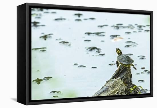 Slider (Turtle)-Gary Carter-Framed Premier Image Canvas