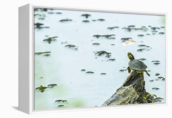 Slider (Turtle)-Gary Carter-Framed Premier Image Canvas