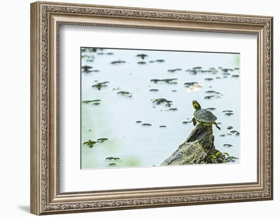 Slider (Turtle)-Gary Carter-Framed Photographic Print