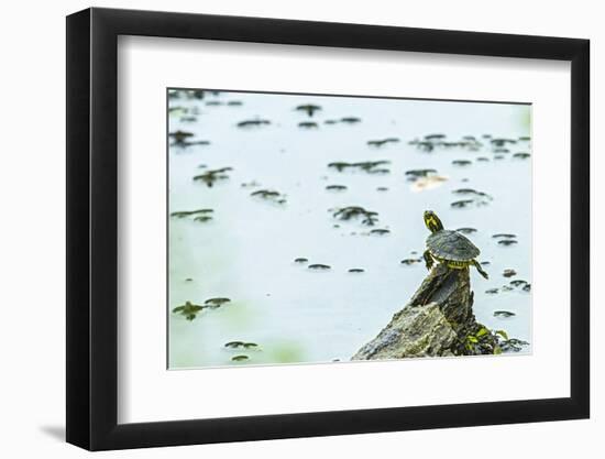 Slider (Turtle)-Gary Carter-Framed Photographic Print