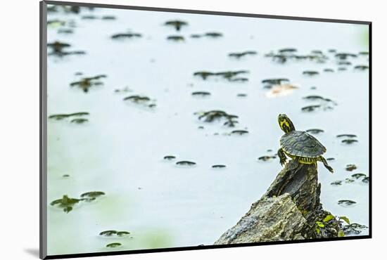 Slider (Turtle)-Gary Carter-Mounted Photographic Print