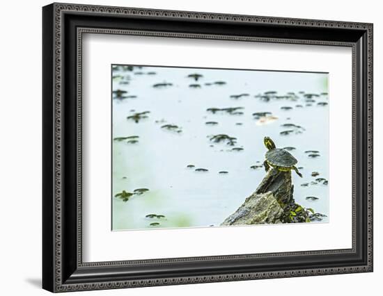 Slider (Turtle)-Gary Carter-Framed Photographic Print