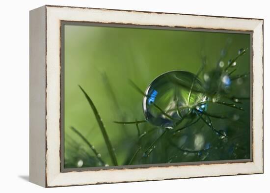 Slightly Blue-Heidi Westum-Framed Premier Image Canvas