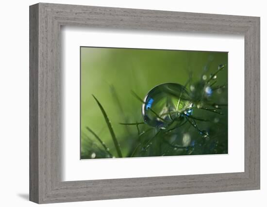 Slightly Blue-Heidi Westum-Framed Photographic Print