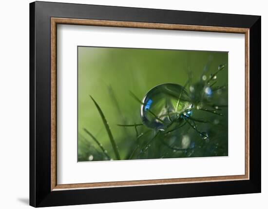 Slightly Blue-Heidi Westum-Framed Photographic Print