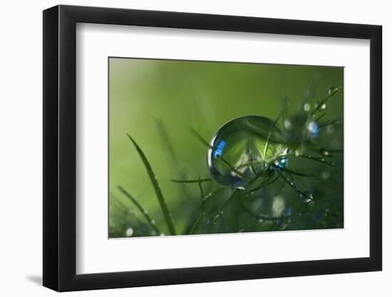 Slightly Blue-Heidi Westum-Framed Photographic Print