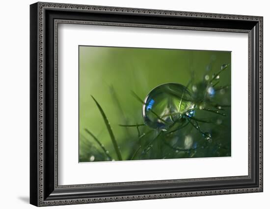 Slightly Blue-Heidi Westum-Framed Photographic Print